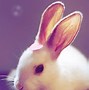 Image result for Cute Bunny SVG Free