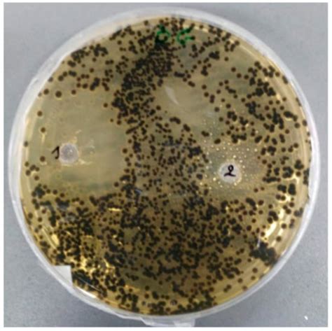 Chemical Composition and Antimicrobial Activity of Artemisia herba-alba ...