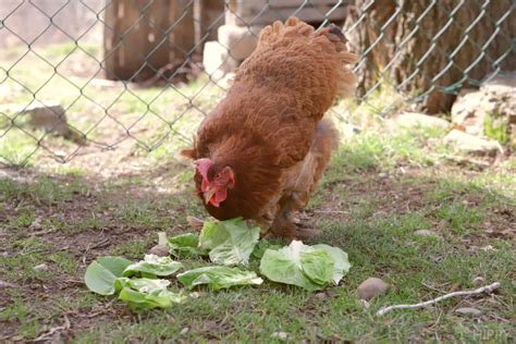 Can Chickens Eat Lettuce Leaves at Gene Courtney blog