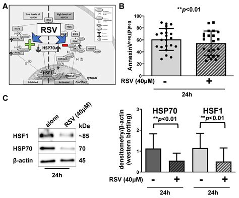 Targeting of HSP70/HSF1 Axis Abrogates In Vitro Ibrutinib-Resistance in ...