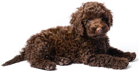 Image result for Labradoodle