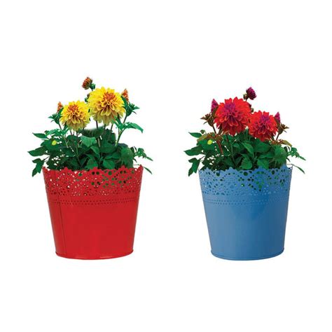 Buy Set Of 2 - Half Lace finish Red and Blue Online in India-TrustBasket