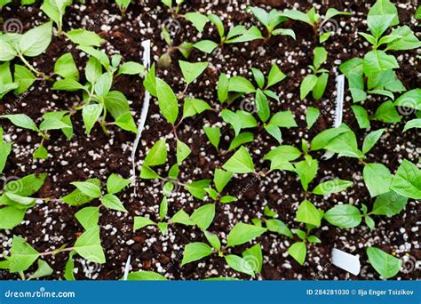 Growing Hydrangeas Paniculata from Cuttings. Seedlings in Their ...