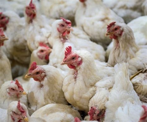 Bird Flu Sweeping Through Poultry in Eastern US | Newsmax.com
