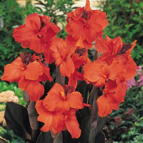 Canna Bulb Elite Orange Chocolate Canna Lily 3/5 Eye | SiteOne