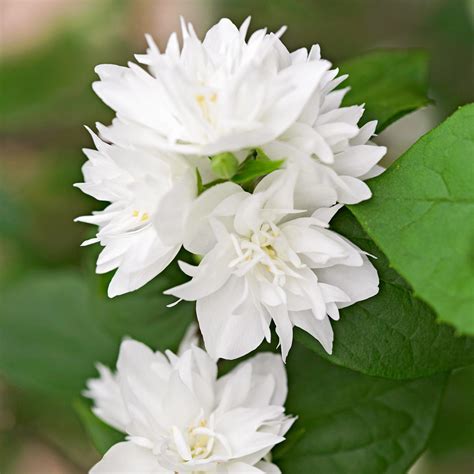 How to Plant and Grow Mock Orange