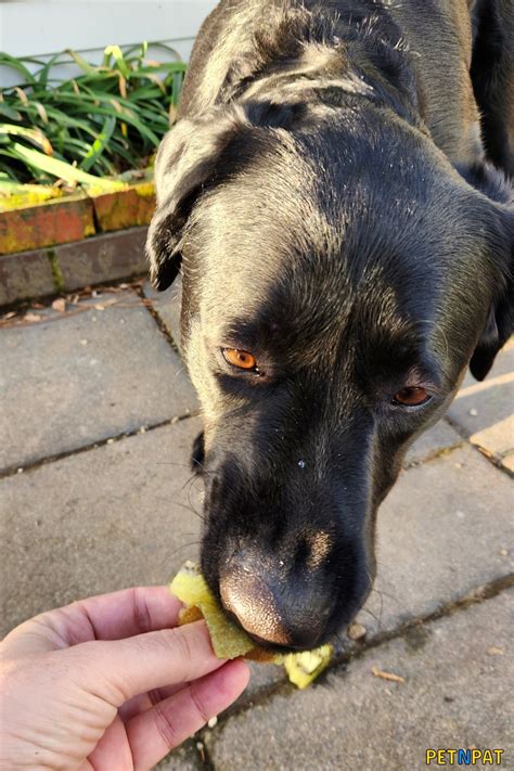 Can Dogs Eat Kiwi? (YES - Cute Pics Of Our Dog Eating Kiwi)