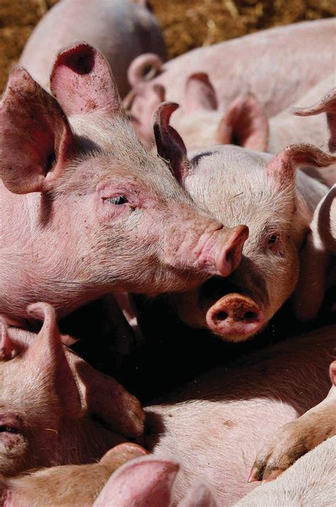 FARMING AND THE RISE OF SUPERBUGS | BBC Countryfile Magazine ...