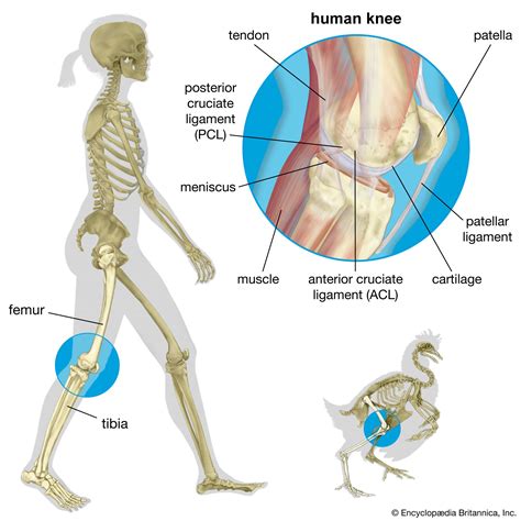 Anterior cruciate ligament (ACL) | Anatomy, Function, Injuries, & Facts ...