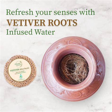 Buy Best Vetiver (Khus) Root Online – Organic Gyaan