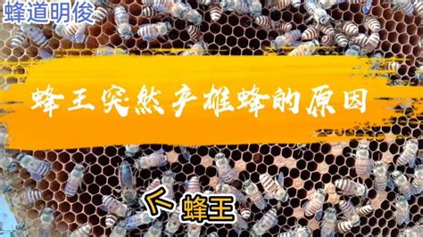 智慧养蜂助蜂农酿造“甜蜜事业”_农科新闻网