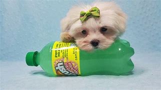 Image result for Cute Teacup Maltese Dog