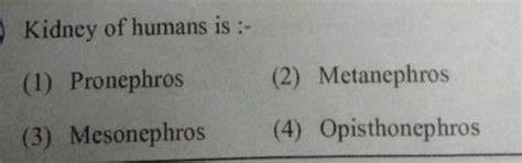 Kidney of humans is :- (1) Pronephros (2) Metanephros (3) Mesonephros (4)..
