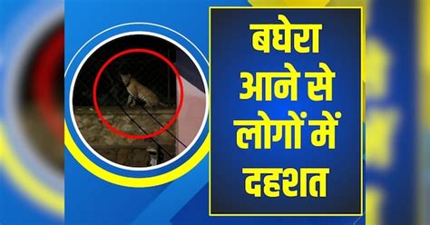 Jaipur news Locals are terrified due to arrival of Baghera in ...