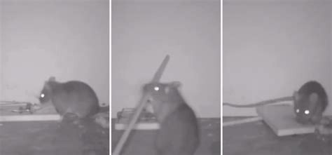 Rat Shows Remarkable Intelligence, Uses Stick To Steal Food