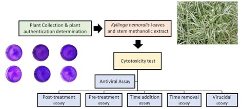Evaluation of cytotoxicity and antiviral activity of Kyllinga nemoralis ...
