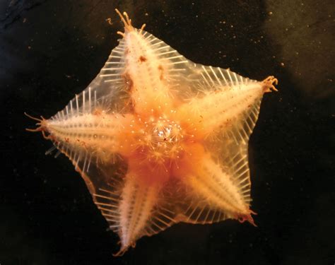 Phylum Echinodermata Sea Lily