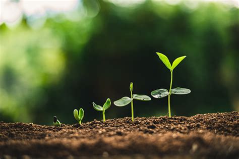 Image result for Plant 3D Python Script