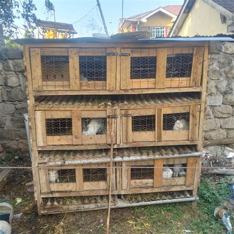 CC Rabbit Cage 的图像结果