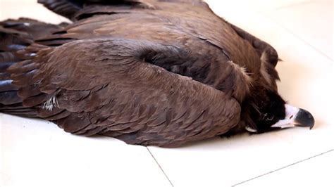 村民家里飞来大鸟，原来是国家一级保护动物黑颈鹤_凤凰网视频_凤凰网