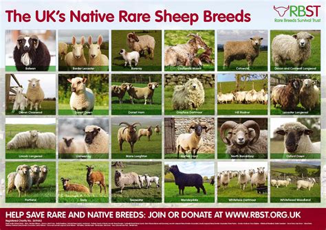 Hill Sheep Breeds Uk at Sammy Parra blog