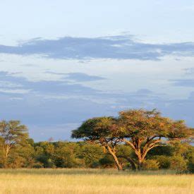 Beauty of Africa 的图像结果