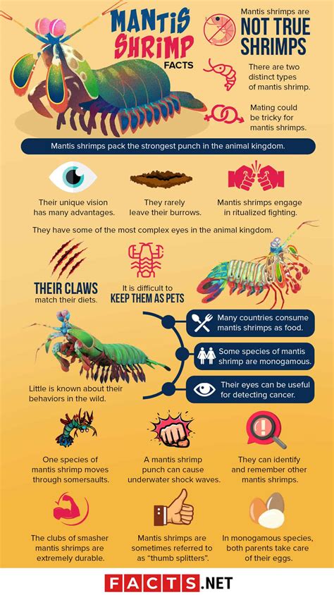 40 Mantis Shrimp Facts That Will Strike You With Awe - Facts.net