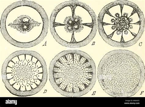 Image result for Classification Key for Birds