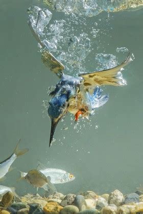 Image result for How to Catch Diving Fish