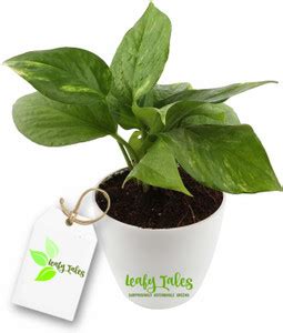 Leafy Tales Money Plant Price in India - Buy Leafy Tales Money Plant ...