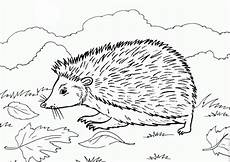 ausmalbilder drucken igel malvorlagen zum drucken ausmalbild igel kostenlos 4 ausmalbilder drucken igel malvorlagen zum drucken ausmalbild igel kostenlos 4