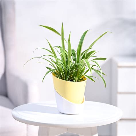 Buy Spider Plant Chlorophytum Spider| Benefits, Tips & Placement – Ugaoo