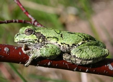Eastern Tree Frog 的图像结果