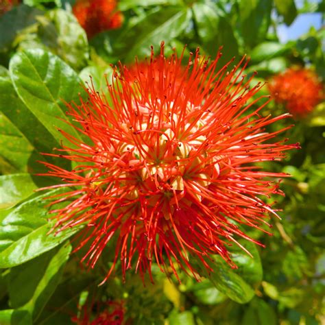 Thailand Powderpuff (Combretum constrictum) Rare Flowering Live Plant ...