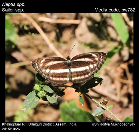 Neptis spp. | Butterfly