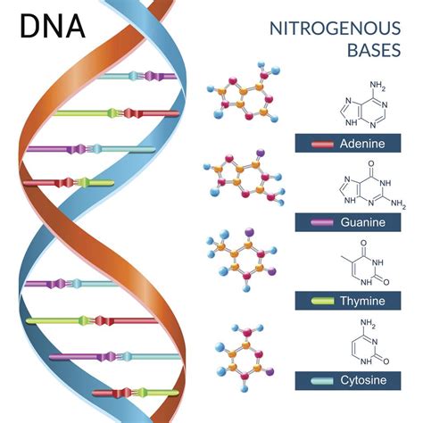 DNA Model | Biology Teaching Supplies | Molecular Kits