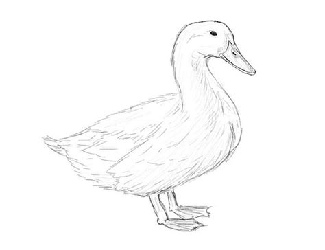 Image result for Drawing a Duck Step by Step