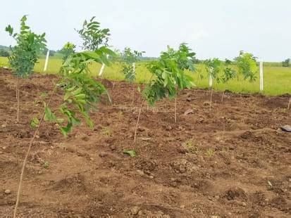 Dream Farm Phase II in Narayankhed, Hyderabad: Price, Brochure, Floor ...