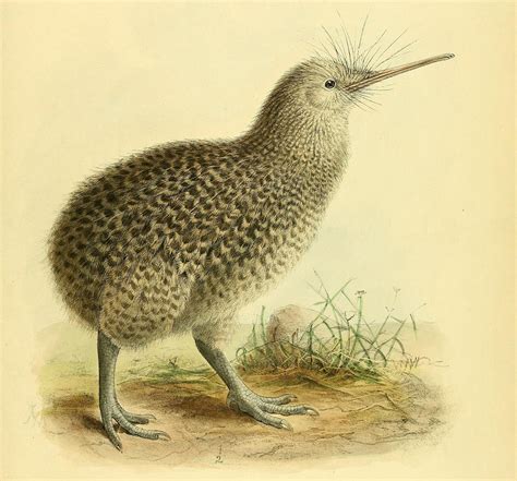 Fossil of Extinct Kiwi Species Found in New Zealand | Paleontology | Sci-News.com - species of kiwi