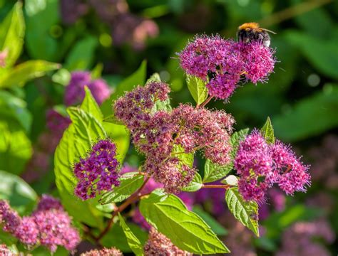 6 Easy-to-Grow Summer Flowering Shrubs