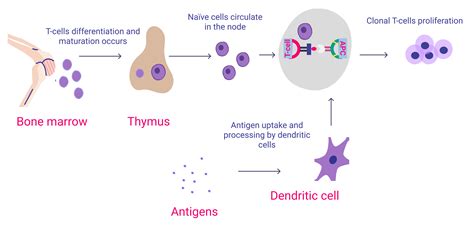 Lymphocytes · Hyperskill