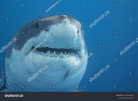 Image result for Alien Shark Close Up