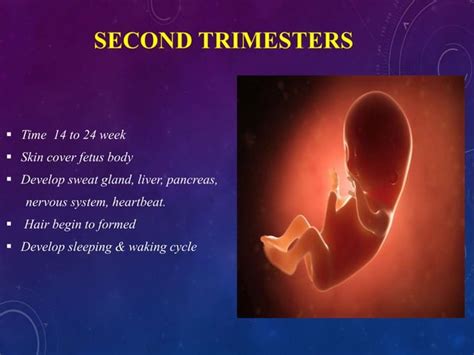 Image result for Third Week Development of Embryo