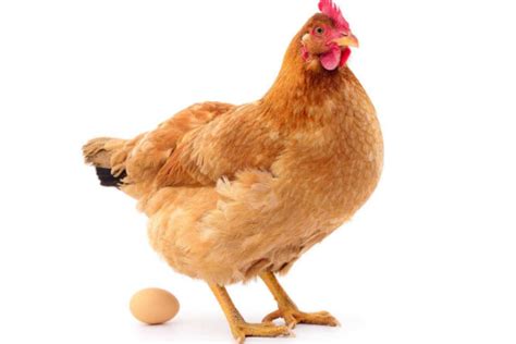鸡怎么在固定的地方下蛋？如何让鸡在固定地方下蛋 - 达达搜