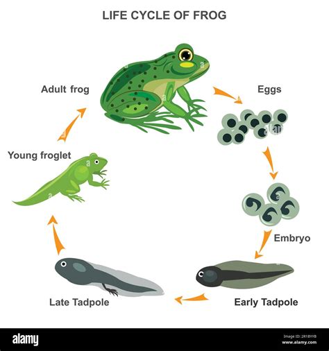 Does A Frog Have A 4 Stage Life Cycle at Paul Boldt blog
