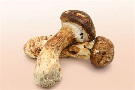 Matsutake Mushrooms | Glossary | Kikkoman Corporation