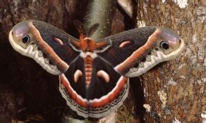 Monster Moths: 15 Big Moth Species Found In The World - The Hamny