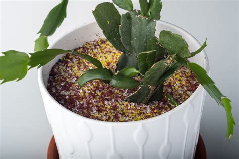 Image result for Glass Aggregate Self Leveler