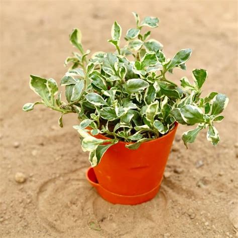 Mphmi Pune Plants Live Season Indoor Alternanthera White in 4 Inch ...