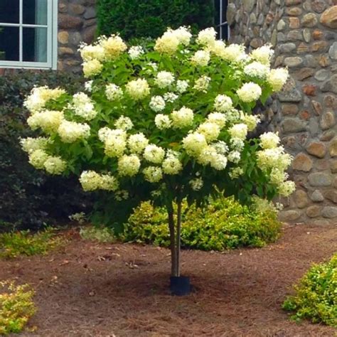 Image result for Lollipop Hydrangea Tree